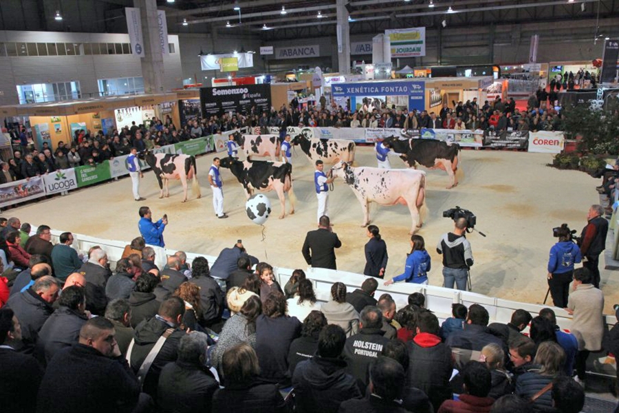 164 animales disputarn en Silleda los concursos de raza frisona de la...