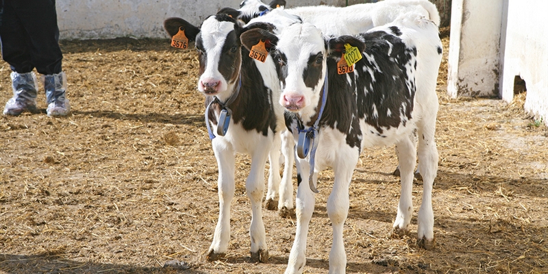 CONAFE presenta los resultados del programa genmico de vacuno lechero en Euskadi