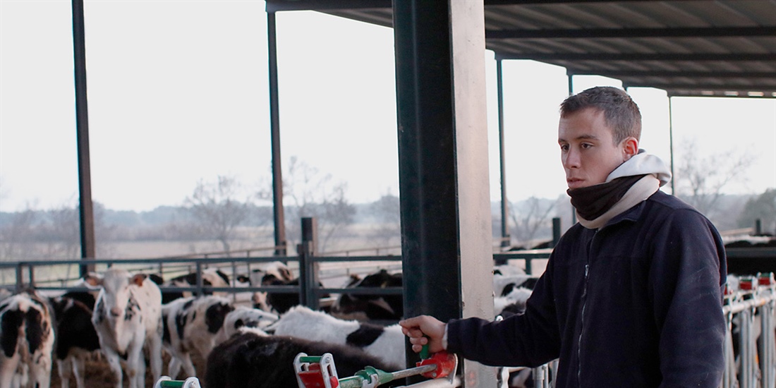 Espaa perdi dos ganaderos de vacuno de leche al da en 2018