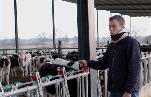 Espaa perdi dos ganaderos de vacuno de leche al da en 2018