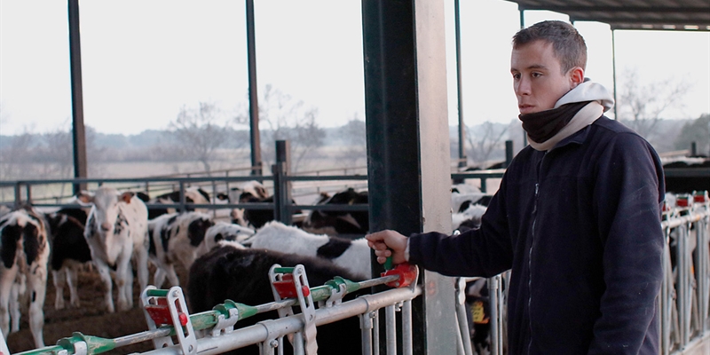 Espaa perdi dos ganaderos de vacuno de leche al da en 2018