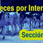 Jueces por Internet: Seccin 89