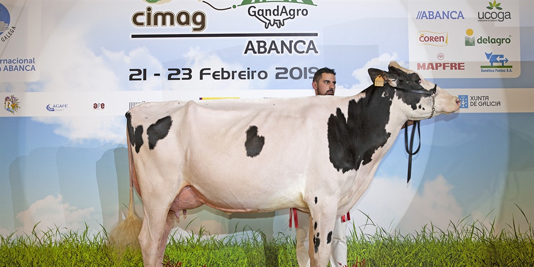 Rey 747 July High Octane, Vaca Gran Campeona de Galicia 2019 y del Open...