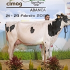 Rey 747 July High Octane, Vaca Gran Campeona de Galicia 2019 y del Open Internacional GandAgro19