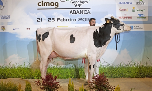 Rey 747 July High Octane, Vaca Gran Campeona de Galicia 2019 y del Open...