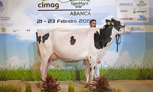 Rey 747 July High Octane, Vaca Gran Campeona de Galicia 2019 y del Open...