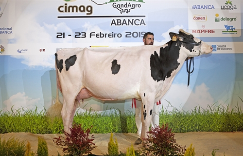 Rey 747 July High Octane, Vaca Gran Campeona de Galicia 2019 y del Open...