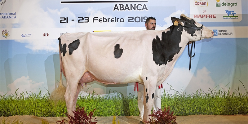 Rey 747 July High Octane, Vaca Gran Campeona de Galicia 2019 y del Open Internacional GandAgro19