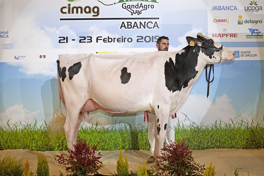 Rey 747 July High Octane, Vaca Gran Campeona de Galicia 2019 y del Open...