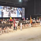 La Confrontación Europea de Raza Holstein anuncia la participación de 173 vacas, incluidas 14 españolas