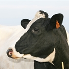 El número de contratos en el sector lácteo baja un 3,32 % en un año en España
