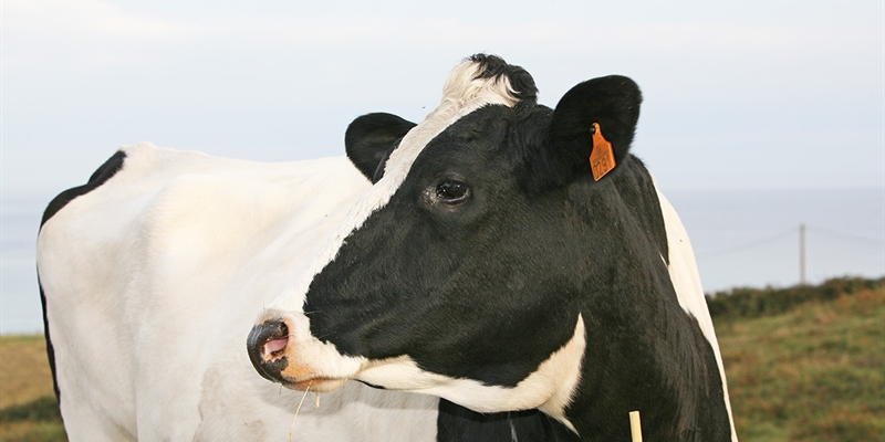 El número de contratos en el sector lácteo baja un 3,32 % en un año en España
