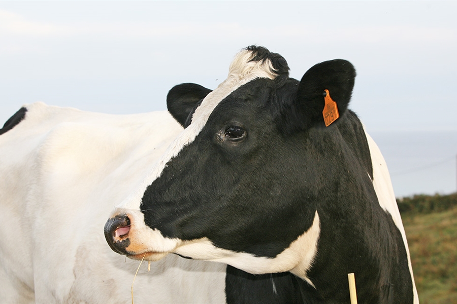 El número de contratos en el sector lácteo baja un 3,32 % en un año en...