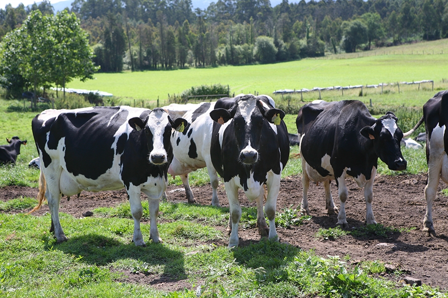 Actualizacin de pruebas genmicas de Hembras CONAFE Marzo 2019