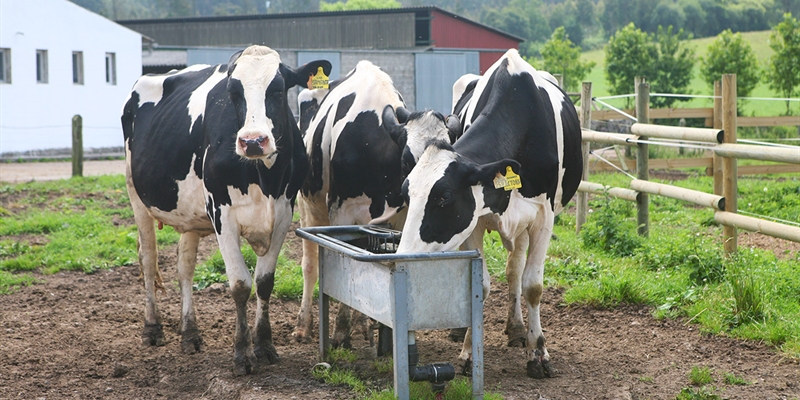 La industria de sanidad y nutricin animal en Espaa factur ms de 1.500 millones de euros en 2018