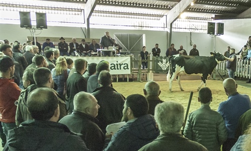 Africor Lugo celebra en Chantada su primera subasta de ganado frisn...