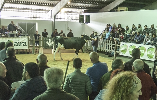 Africor Lugo celebra en Chantada su primera subasta de ganado frisn...