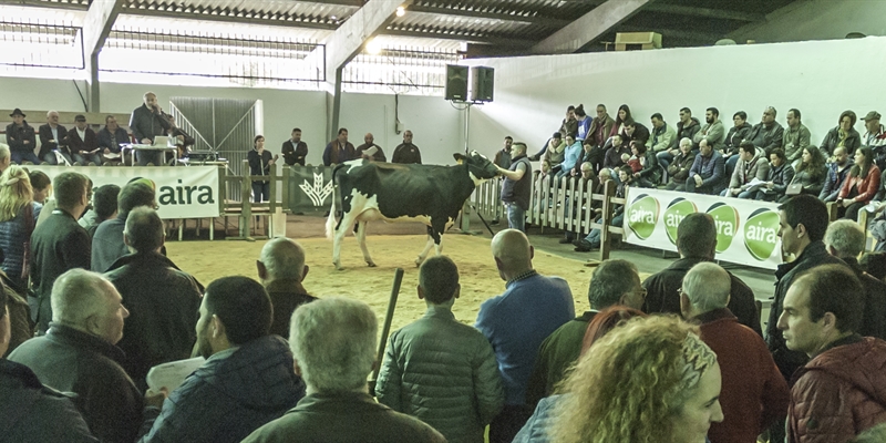 Africor Lugo celebra en Chantada su primera subasta de ganado frisón del año