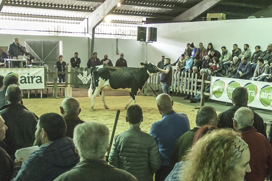 Africor Lugo celebra en Chantada su primera subasta de ganado frisn...