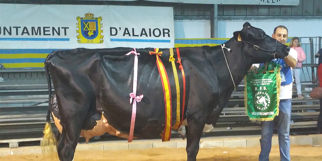 Binillubet Talent Fatima, Vaca Gran Campeona de Menorca 2019