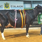 Binillubet Talent Fatima, Vaca Gran Campeona de Menorca 2019