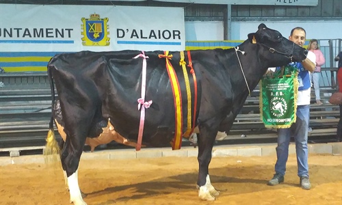 Binillubet Talent Fatima, Vaca Gran Campeona de Menorca 2019