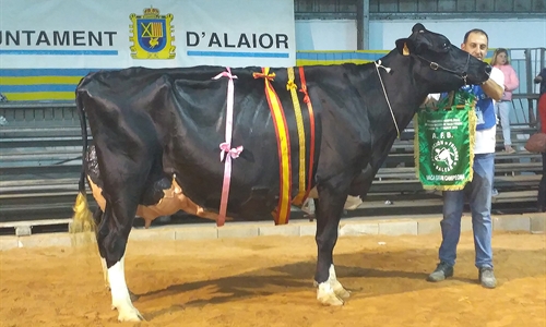 Binillubet Talent Fatima, Vaca Gran Campeona de Menorca 2019