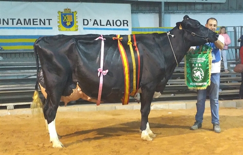 Binillubet Talent Fatima, Vaca Gran Campeona de Menorca 2019