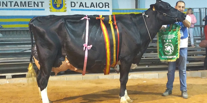 Binillubet Talent Fatima, Vaca Gran Campeona de Menorca 2019