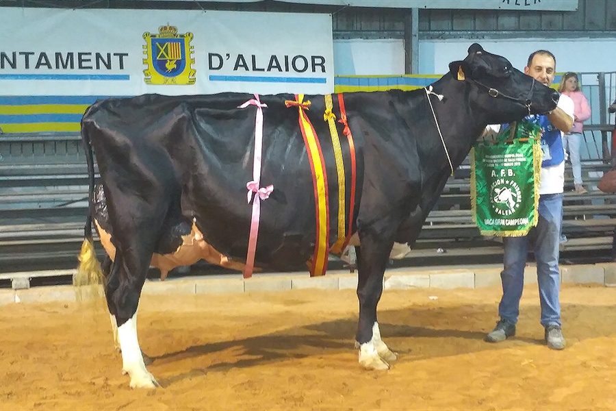 Binillubet Talent Fatima, Vaca Gran Campeona de Menorca 2019