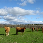 Agroseguro firma un nuevo convenio de colaboracin con el Gobierno de Cantabria