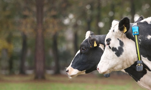 MSD Animal Health completa la adquisicin de Antelliq Corporation