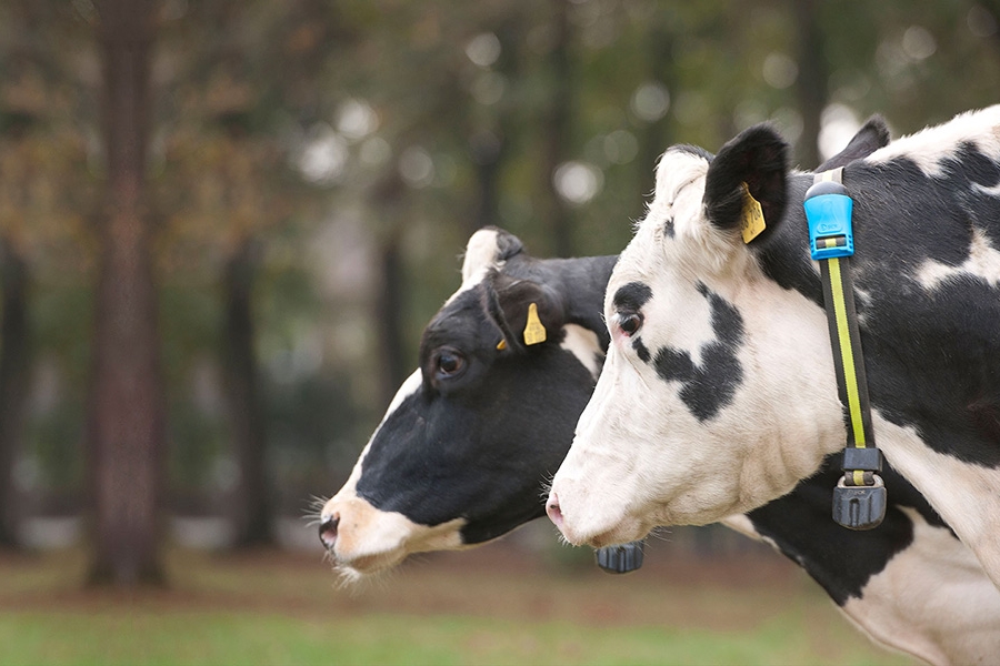 MSD Animal Health completa la adquisicin de Antelliq Corporation