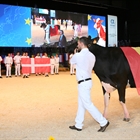 Seleccionadas las vacas españolas que competirán en la Confrontación Europea de Raza Holstein Libramont 2019