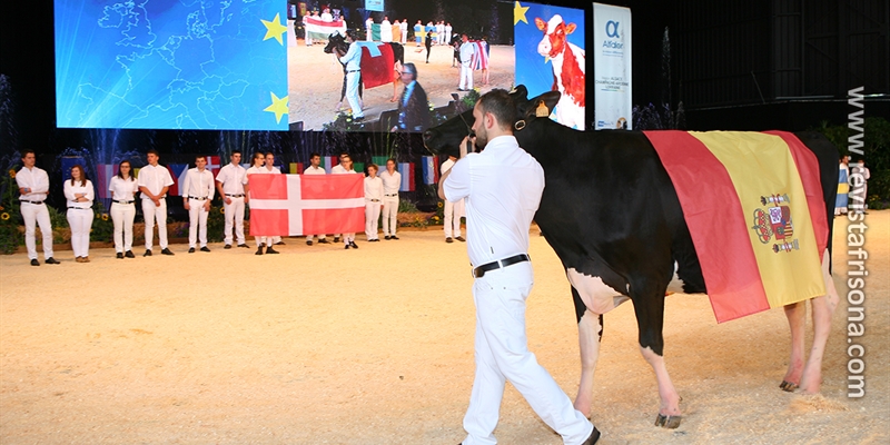 Seleccionadas las vacas españolas que competirán en la Confrontación Europea de Raza Holstein Libramont 2019