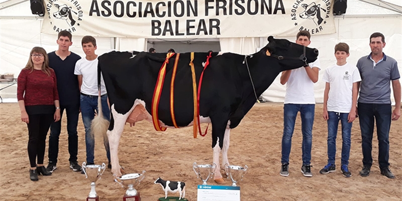 39 Concurso Morfolgico de Ganado Vacuno de Raza Frisona de Mallorca