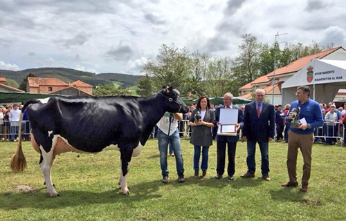 80� Concurso Exposici�n Ganado Fris�n San Isidro 2019 de Galizano