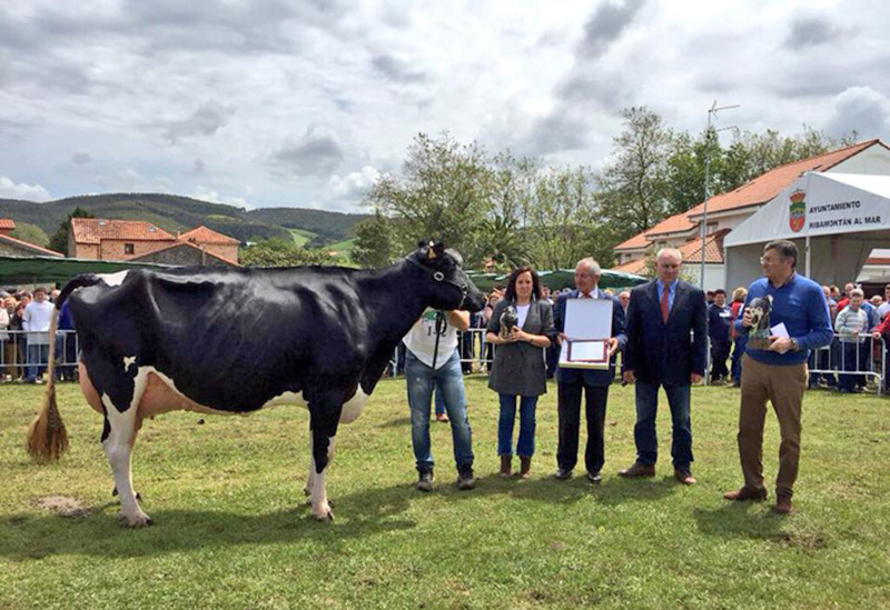 80 Concurso Exposicin Ganado Frisn San Isidro 2019 de Galizano