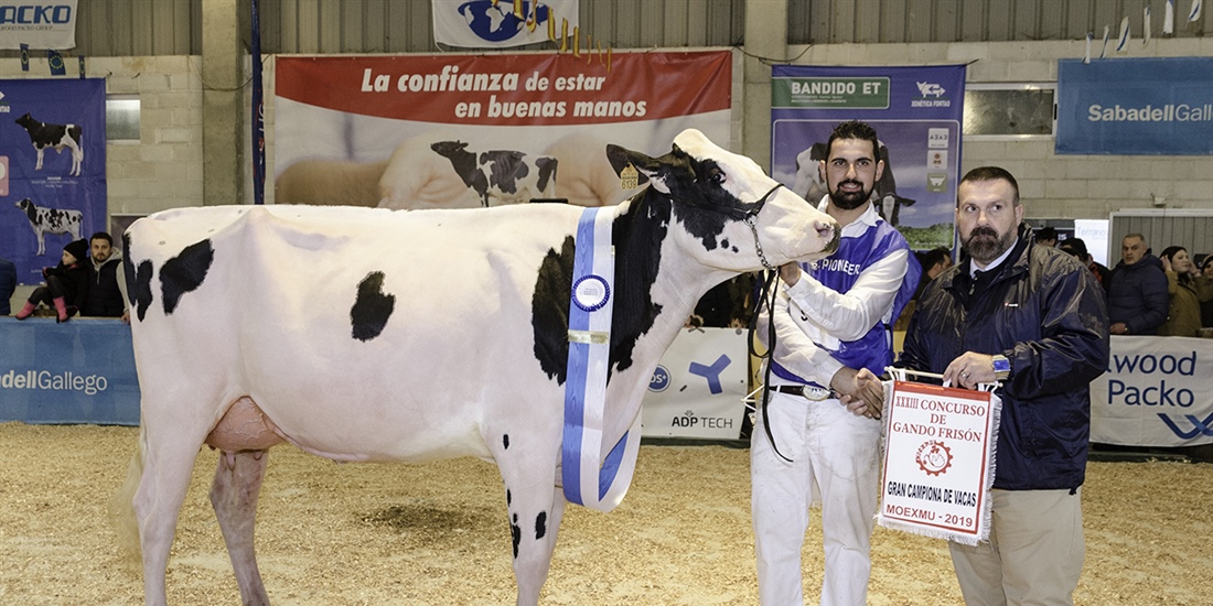 Rey July High Octane, Vaca Gran Campeona en MOEXMU 2019