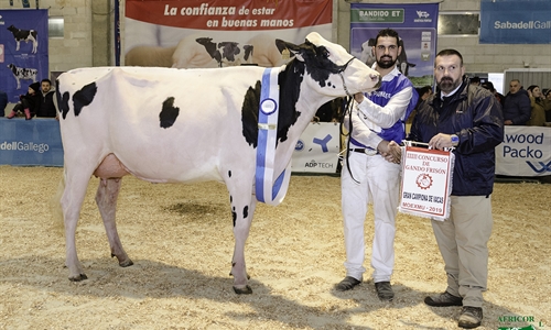 Rey July High Octane, Vaca Gran Campeona en MOEXMU 2019