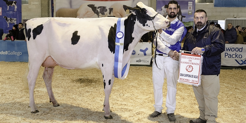 Rey July High Octane, Vaca Gran Campeona en MOEXMU 2019