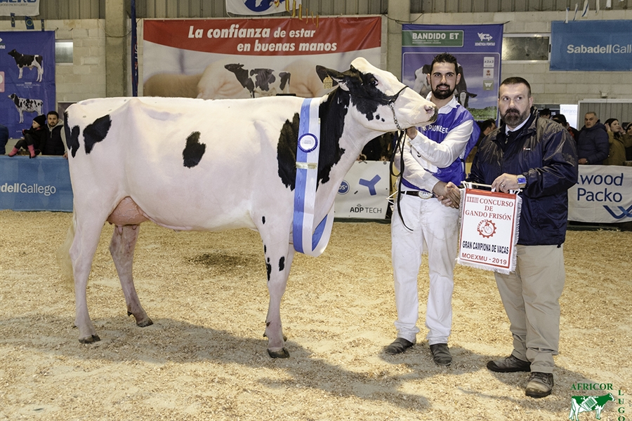 Rey July High Octane, Vaca Gran Campeona en MOEXMU 2019