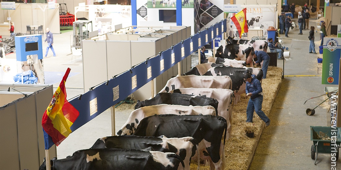 Las vacas espaolas descansan antes de su participacin en el Concurso...