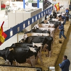 Las vacas españolas descansan antes de su participación en el Concurso Holstein Europeo