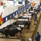 Las vacas espaolas descansan antes de su participacin en el Concurso Holstein Europeo