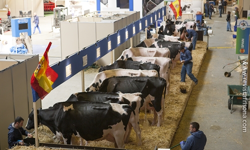 Las vacas españolas descansan antes de su participación en el Concurso...