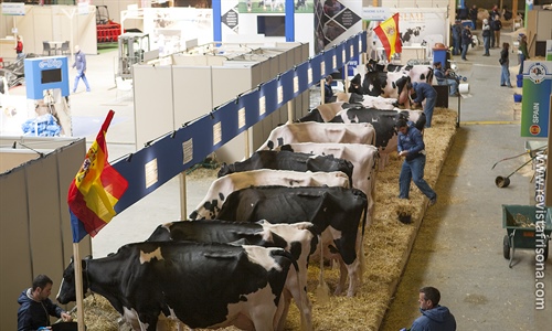 Las vacas espaolas descansan antes de su participacin en el Concurso...