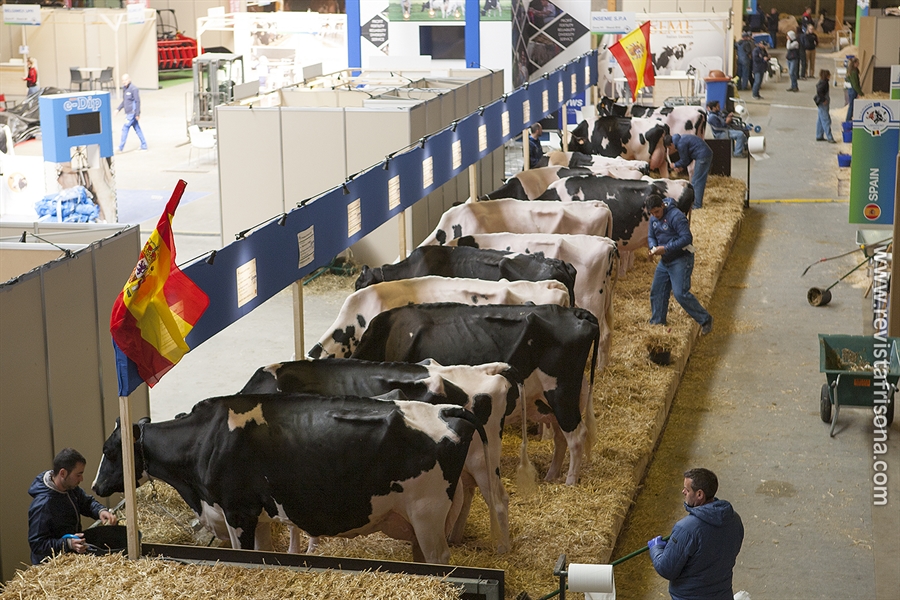 Las vacas espaolas descansan antes de su participacin en el Concurso...