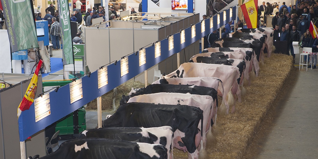 El Concurso Holstein Europeo Libramont 2019 en imgenes
