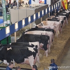 El Concurso Holstein Europeo Libramont 2019 en imágenes
